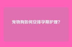 宠物狗如何安排孕期护理？