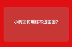 小狗如何训练不追圆圈？