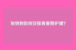 宠物狗如何安排青春期护理？