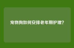 宠物狗如何安排老年期护理？