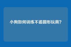 小狗如何训练不追圆形玩具？