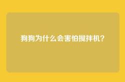 狗狗为什么会害怕搅拌机？