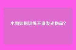小狗如何训练不追发光物品？