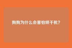 狗狗为什么会害怕烘干机？