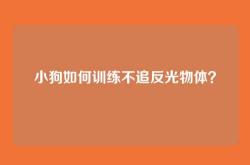 小狗如何训练不追反光物体？