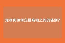 宠物狗如何安排宠物之间的告别？
