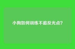 小狗如何训练不追反光点？