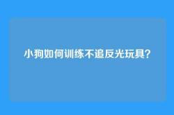 小狗如何训练不追反光玩具？