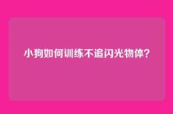 小狗如何训练不追闪光物体？