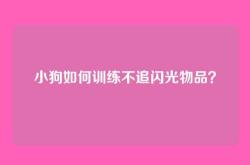 小狗如何训练不追闪光物品？