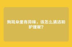 狗耳朵里有异味，该怎么清洁和护理呢？