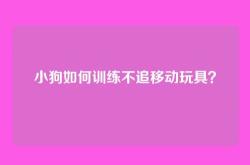 小狗如何训练不追移动玩具？