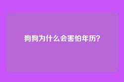 狗狗为什么会害怕年历？