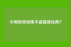小狗如何训练不追摇晃玩具？