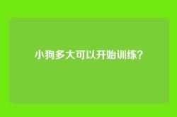 小狗多大可以开始训练？