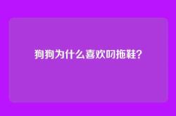狗狗为什么喜欢叼拖鞋？