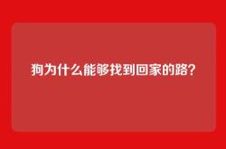 狗为什么能够找到回家的路？