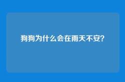 狗狗为什么会在雨天不安？