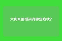 大狗耳部感染有哪些症状？