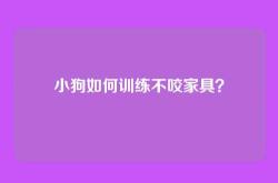 小狗如何训练不咬家具？