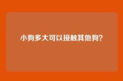 小狗多大可以接触其他狗？