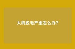 大狗脱毛严重怎么办？
