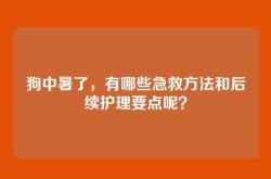 狗中暑了，有哪些急救方法和后续护理要点呢？