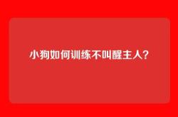 小狗如何训练不叫醒主人？