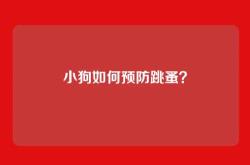 小狗如何预防跳蚤？