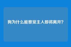 狗为什么能察觉主人即将离开？