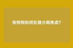 宠物狗如何处理分离焦虑？