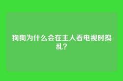 狗狗为什么会在主人看电视时捣乱？