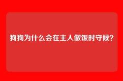 狗狗为什么会在主人做饭时守候？