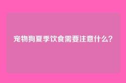 宠物狗夏季饮食需要注意什么？