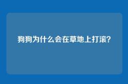 狗狗为什么会在草地上打滚？