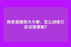 狗老是随地大小便，怎么训练它定点排便呢？