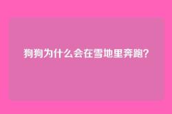 狗狗为什么会在雪地里奔跑？