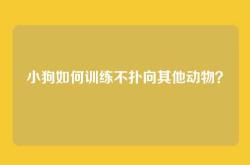 小狗如何训练不扑向其他动物？