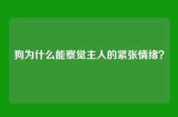 狗为什么能察觉主人的紧张情绪？