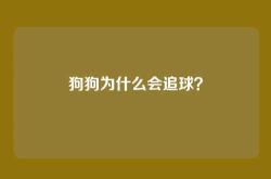 狗狗为什么会追球？