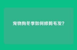 宠物狗冬季如何修剪毛发？