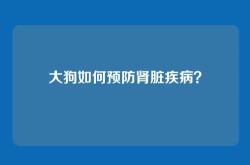 大狗如何预防肾脏疾病？
