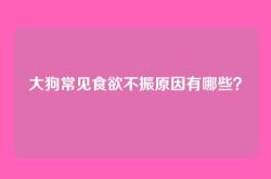 大狗常见食欲不振原因有哪些？
