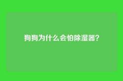 狗狗为什么会怕除湿器？