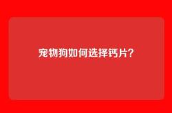 宠物狗如何选择钙片？