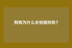 狗狗为什么会怕搅拌机？