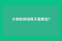 小狗如何训练不追爬虫？