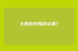 大狗如何预防中暑？