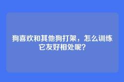 狗喜欢和其他狗打架，怎么训练它友好相处呢？