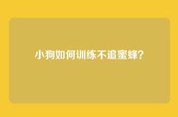 小狗如何训练不追蜜蜂？